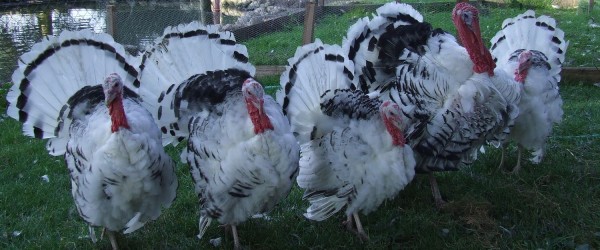 Unsere glücklichen Cröllwitzer Puten: Erst Garten-Deko, dann Weihnachtsbraten