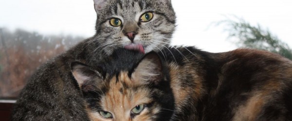 Hanni (unten) und Nanni