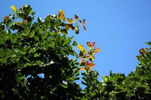 Eiche im August: Bunte Blätter an den Enden der Äste