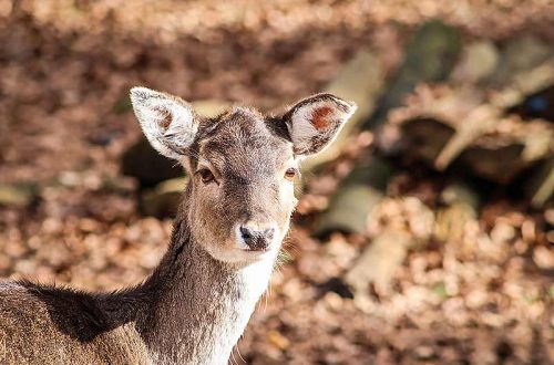 Damwild im Wildpark Malente. In der Jägersprache heißt die Nase Windfang.