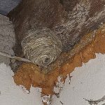 Hornissen haben unterm Dach der Garage ein Nest gebaut.