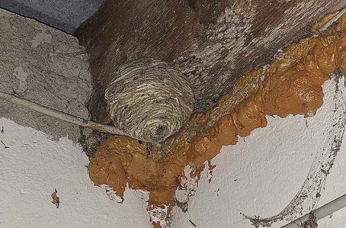 Hornissen haben unterm Dach der Garage ein Nest gebaut.