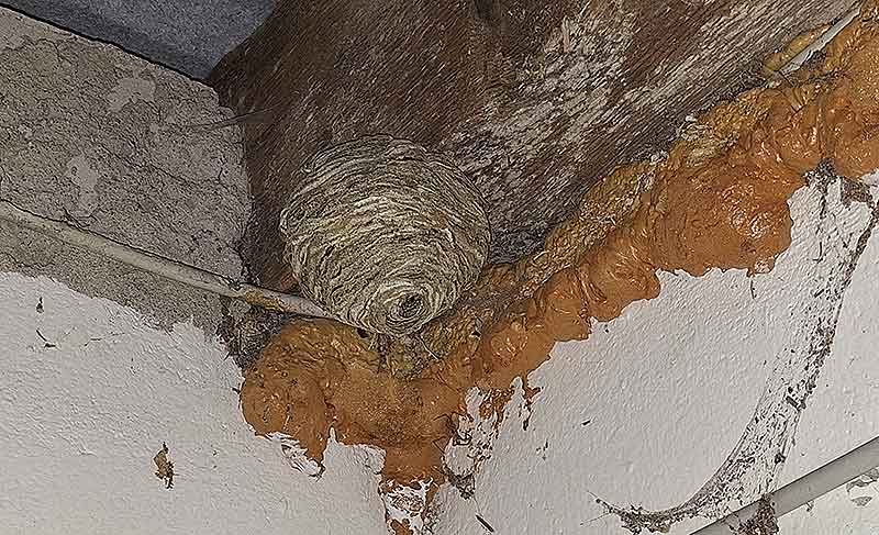 Hornissen haben unterm Dach der Garage ein Nest gebaut.