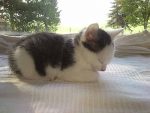 Kleiner schlagender Kater auf einer Wolldecke