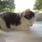 Kleiner schlagender Kater auf einer Wolldecke