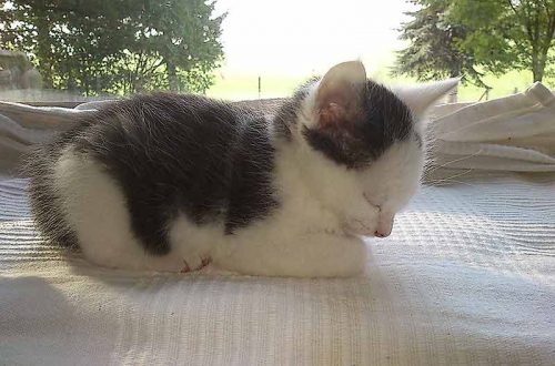 Kleiner schlagender Kater auf einer Wolldecke