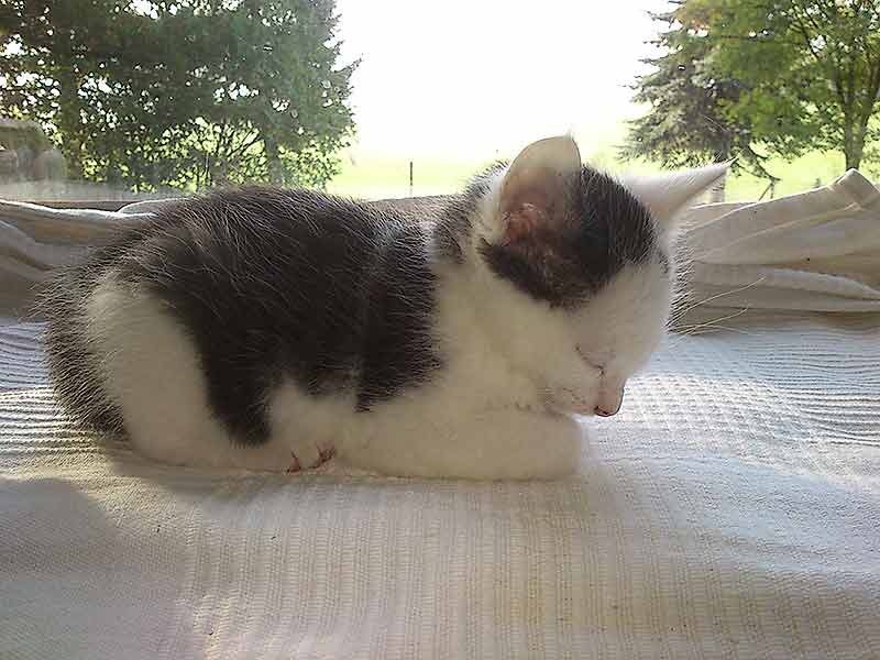 Kleiner schlagender Kater auf einer Wolldecke