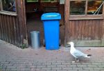 Möwe Hildegard läuft vor der Barriere zum Futter auf und ab.