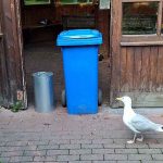 Hildegard, die dümmste Möwe der Welt Möwe Hildegard läuft vor der Barriere zum Futter auf und ab.