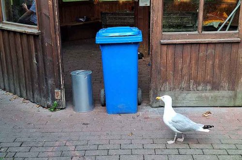 Möwe Hildegard läuft vor der Barriere zum Futter auf und ab.