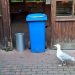 Möwe Hildegard läuft vor der Barriere zum Futter auf und ab.