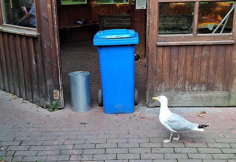 Möwe Hildegard läuft vor der Barriere zum Futter auf und ab.
