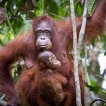 Orang-Utans, gefilmt für das Greenscreen-Festival