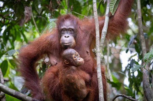 Orang-Utans, gefilmt für das Greenscreen-Festival