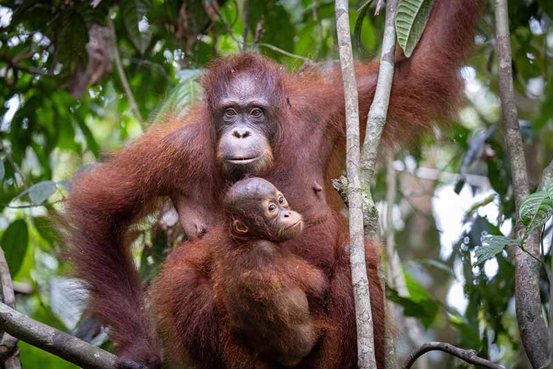 Orang-Utans, gefilmt für das Greenscreen-Festival