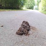 Pferdeäppel auf einem Weg auf dem Land.