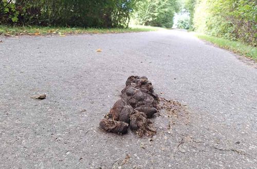 Pferdeäppel auf einem Weg auf dem Land.