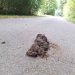 Pferdeäppel auf einem Weg auf dem Land.