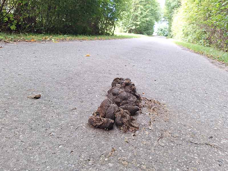 Pferdeäppel auf einem Weg auf dem Land.