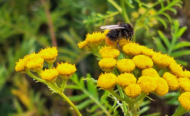 Rainfarn mit Wildbiene.