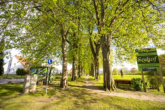 Die Karl-Schmidt-Rottluff-Allee in Sierksdorf im Frühjahr.