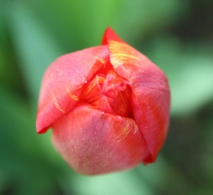 4. Februar: Tulpe in Wartestellung