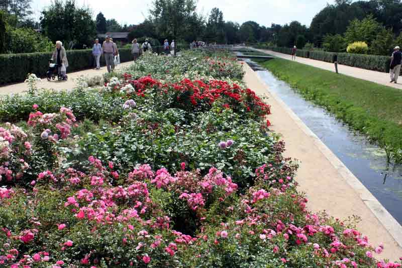 Der Rosenboulevard - ein beliebtes Ziel der Gartenschaubesucher.