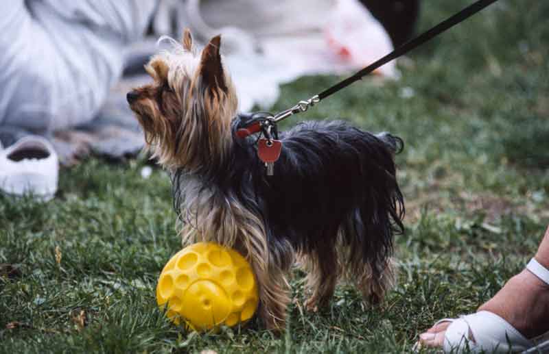 Yorkshire-Terrier - ein typischer Kandidat für Hunde-Spitznamen. Foto: Dierk Haasis