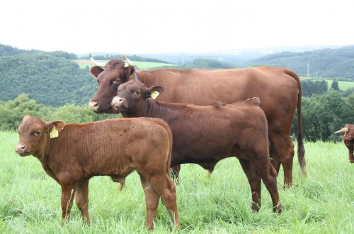 Rotes Höhenvieh auf einer Weide. Foto: Jörg Bremond