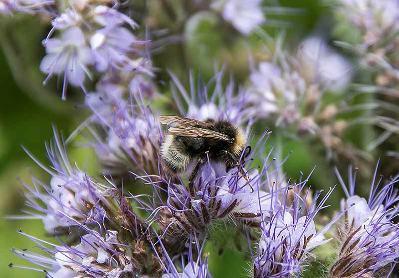 Eine Biene, offenbar eine Wildbiene, tut sich am Büschelschön gütlich.
