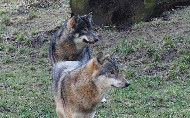 Wolf im Wildpark: Zwei der Tiere, die jetzt in aller Munde sind.