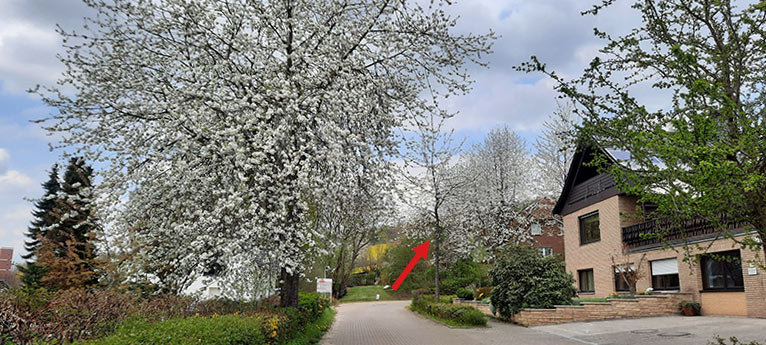 Wildkirschen blühen an einer Straße. Beide Bäume sind gleich alt, einer aber (roter Pfeil) deutlich mickriger als der andere.